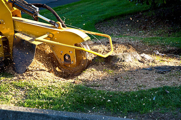 Best Root Management and Removal  in Kulpsville, PA